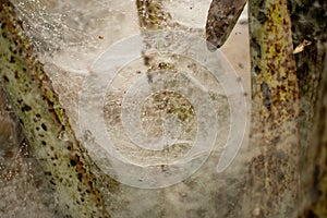 Dew drops on a big spider web in Myanmar