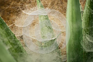 Dew drops on a big spider web in Myanmar