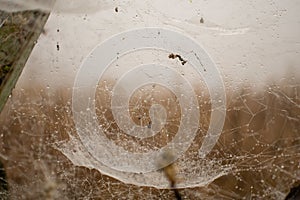 Dew drops on a big spider web in Myanmar