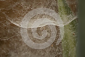 Dew drops on a big spider web in Myanmar