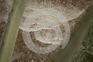 Dew drops on a big spider web in Myanmar