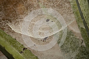 Dew drops on a big spider web in Myanmar