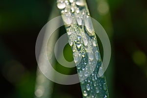 Dew drops on a blade of grass. Shallow depth of field.