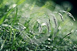 Dew drops on blades of grass