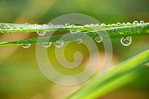 Dew drops on blades of grass