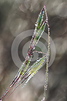 Of dew drops on blades of grass in the early morning light.