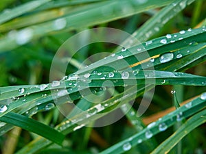 Dew drops on the blades of grass. Grassy meadow covered with dew. Close up of green, fresh grass.