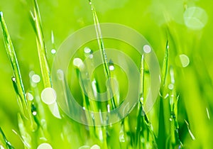 dew drops on bright green grass