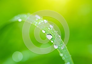 dew drops on bright green grass