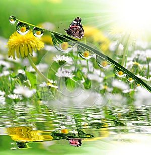 dew drops and butterfly