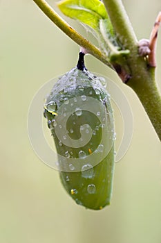 Dew drops on Chrysalis