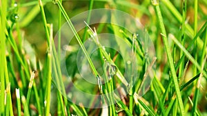 Dew drops and clipped grass in the garden macro photography. Close-up of water drops on blades of grass. growing and caring for a