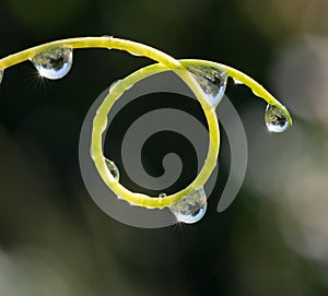 Colored water drops on a leaf