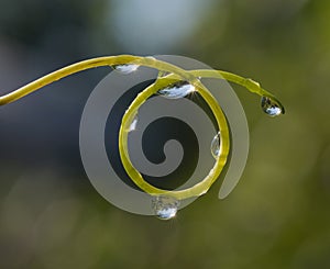 Colored water drops on a leaf