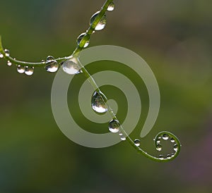 Colored water drops on a leaf