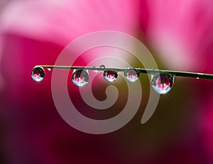 Colored water drops on a leaf