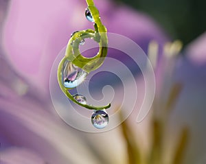 Colored water drops on leaf