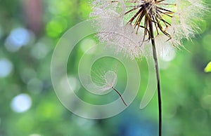 Dew drops on a dandelion seed