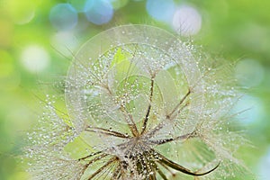 Dew drops on a dandelion seed