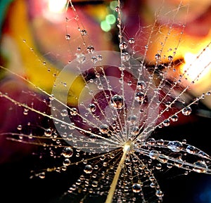 Dew drops on a dandelion seed  - close up.