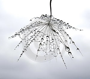 Dew drops on a dandelion seed isolated against the sky