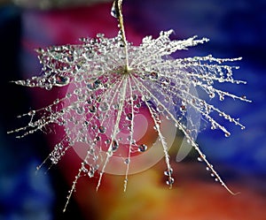 Dew drops on a dandelion seed - on a multicolor background