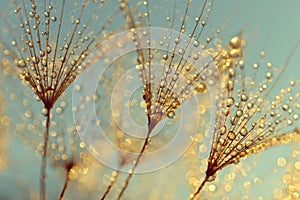 Dew drops on a dandelion seeds