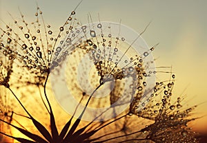 Dew drops on a dandelion seeds