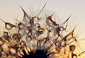 Dew drops on a dandelion seeds