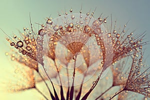 Dew drops on a dandelion seeds at sunrise