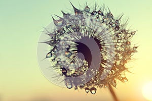 Dew drops on a dandelion seeds at sunrise.