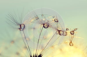 Dew drops on a dandelion seeds at sunrise