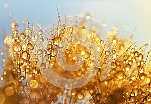 Dew drops on a dandelion seeds.