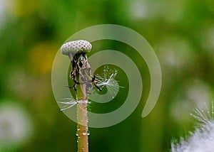 Dew drops on a dandelion seeds at sunrise close up.