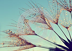 Dew drops on a dandelion seeds