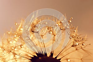 Dew drops on a dandelion seeds at sunrise close up.