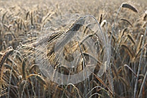 Dew drops on a ear of barley in a field