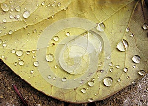 Dew Drops on a Fall Leaf