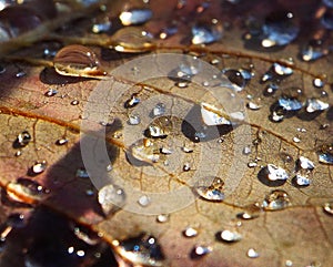 Dew drops
