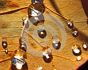 Dew drops