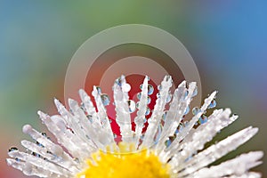 Dew drops on flower petals