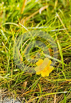 Dew drops on flower petals - Potentilla aurea L..