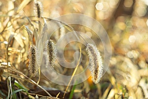 Dew drops on fluffy spikelets of grass glisten in the sun