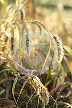 Dew drops on fluffy spikelets of grass glisten in the sun