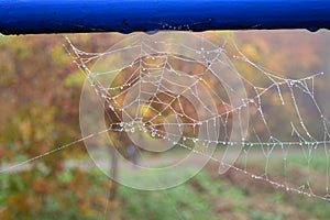 A spider web deposited by dew