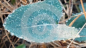 dew drops freezes on leaf in winter