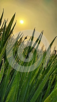 dew drops on fresh green grass