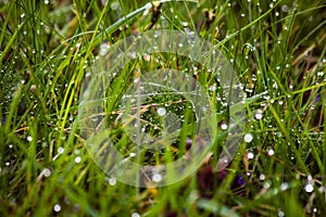 dew drops on fresh green grass in spring