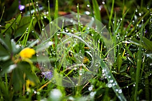 dew drops on fresh green grass in spring