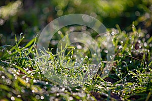 Dew drops on fresh green grass. Sunny and humid mornings